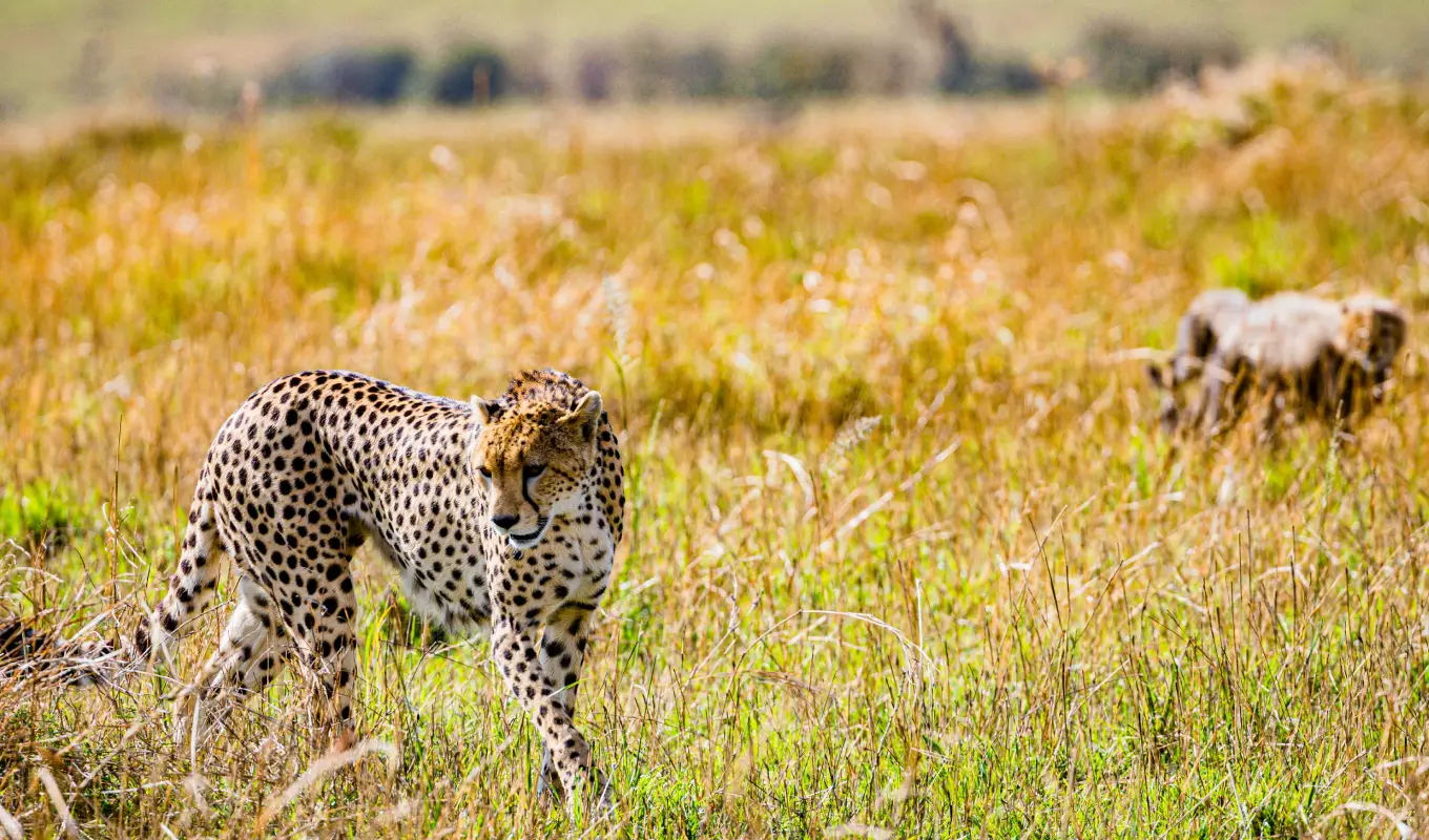 8 Days Luxury Fly-In Kenya Safari