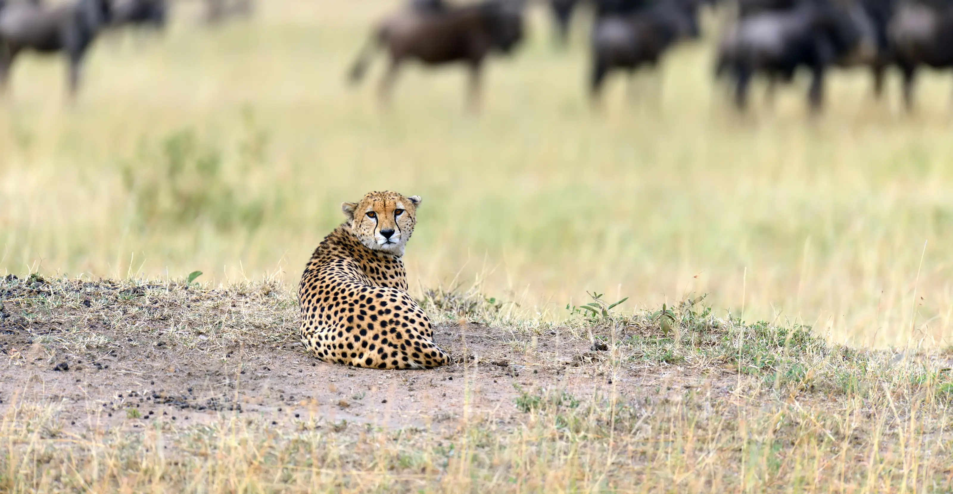 8 Days Luxury Fly-In Kenya Safari