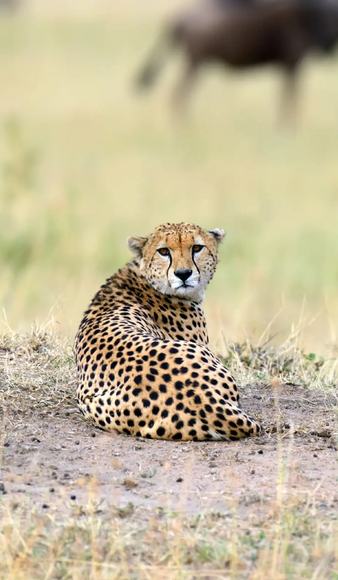 Luxury Fly-In Kenya Safari