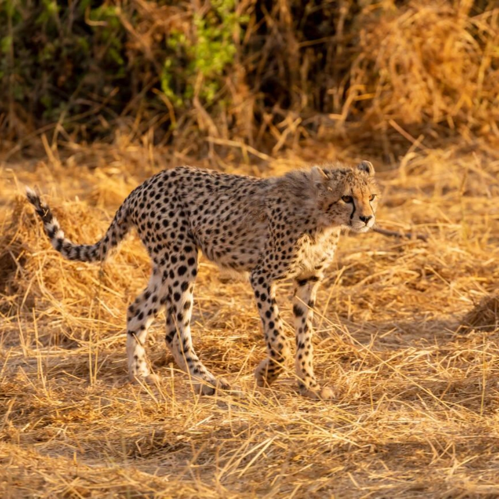 8 Days Nairobi, Amboseli, Lewa and Maasai Mara Safari Attractions