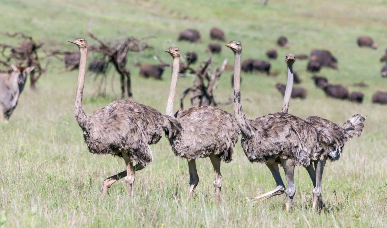 8 Days Nairobi, Amboseli, Lewa and Maasai Mara Safari Wildlife