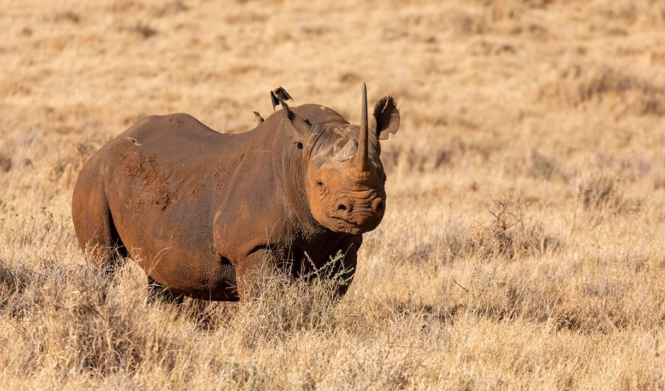 8 Days Nairobi, Amboseli, Lewa and Maasai Mara Safari Wildlife