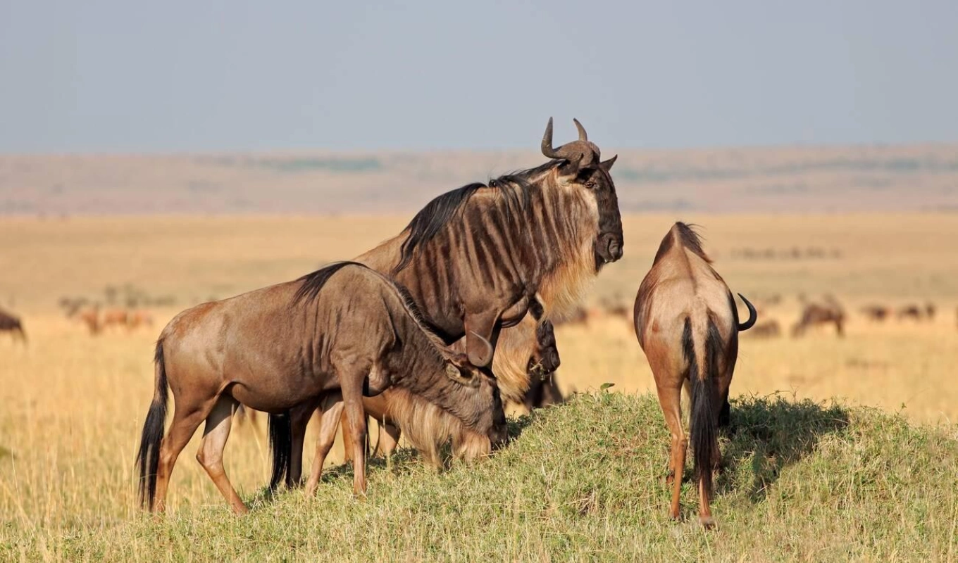 8 Days Nairobi, Amboseli, Lewa and Maasai Mara Safari Wildlife