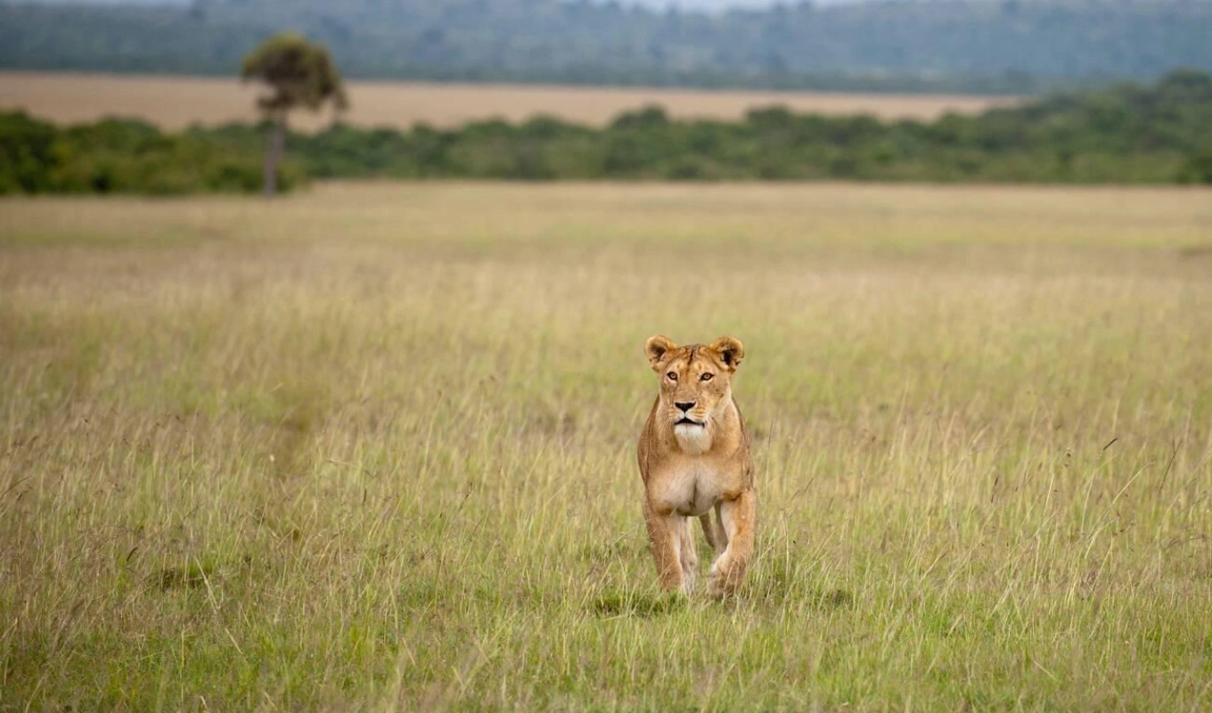 8 Days Nairobi, Amboseli, Lewa and Maasai Mara Safari Wildlife