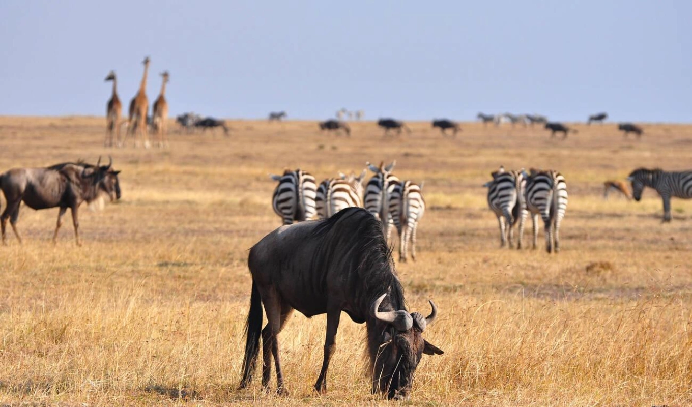 8 Days Nairobi, Amboseli, Lewa and Maasai Mara Safari Wildlife