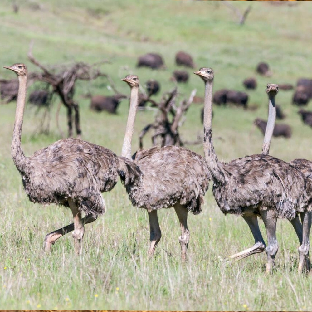 8 Days Nairobi, Amboseli, Lewa and Maasai Mara Safari Attractions