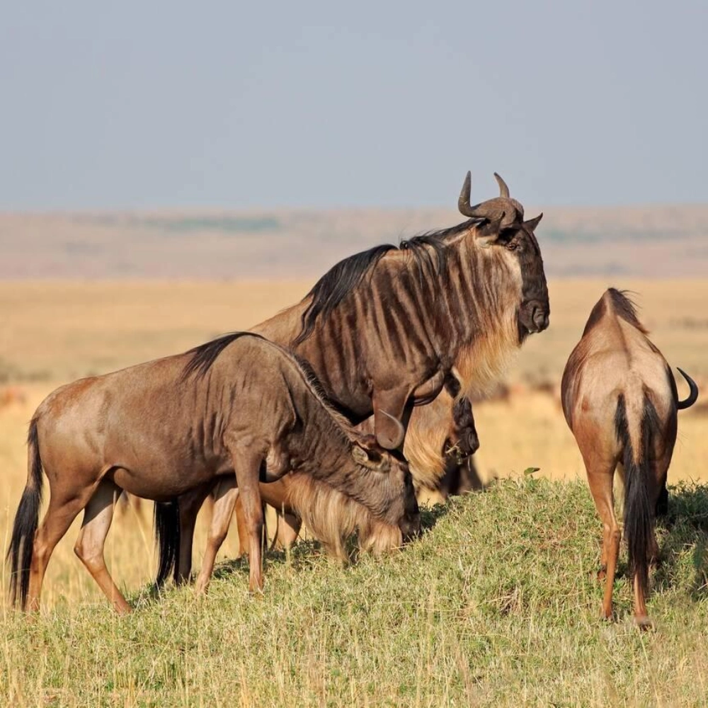 8 Days Nairobi, Amboseli, Lewa and Maasai Mara Safari Attractions