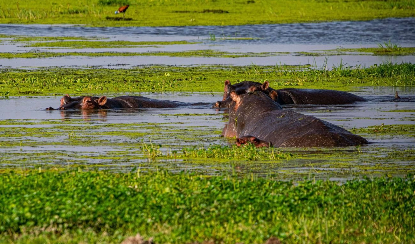 8 Days Nairobi, Amboseli, Lewa and Maasai Mara Safari Wildlife