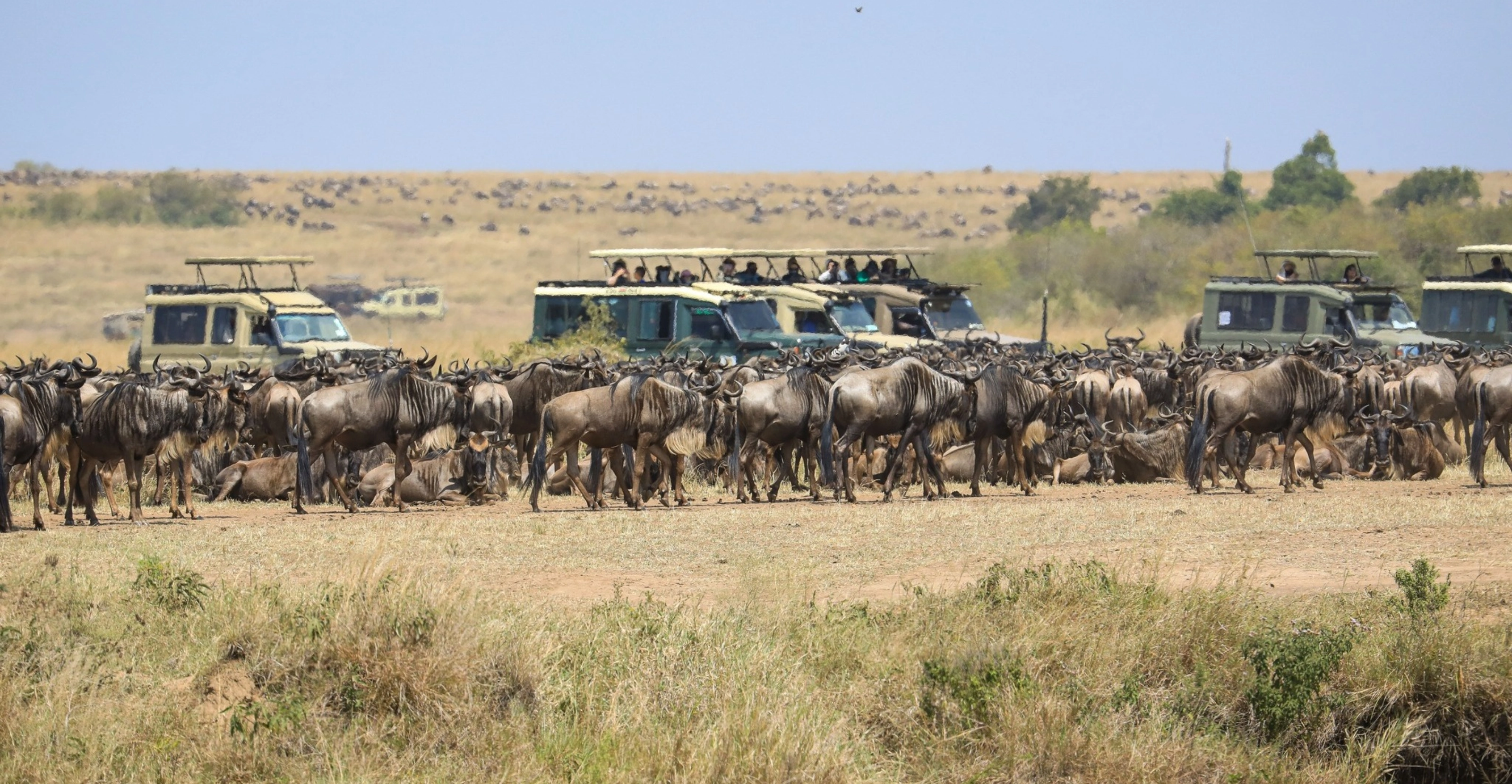 8 Days Nairobi, Amboseli, Lewa and Maasai Mara Safari