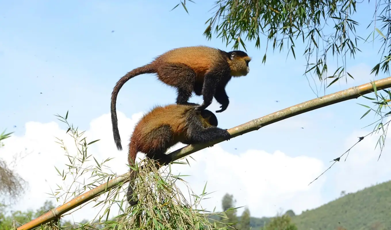 8 Days Rwanda Primate & Scenic Safari by Helicopter WildLife