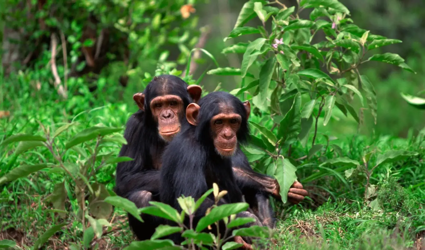 8 Days Rwanda Primate & Scenic Safari by Helicopter WildLife