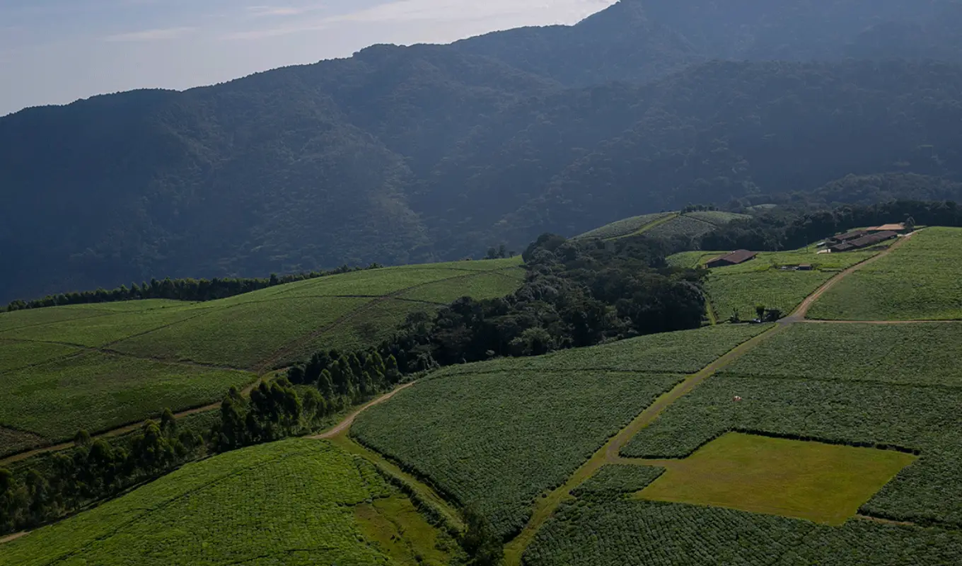 8 Days Rwanda Primate & Scenic Safari by Helicopter WildLife