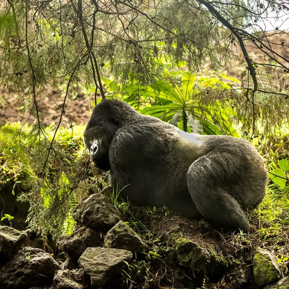 8 Days Rwanda Primate & Scenic Safari by Helicopter Attractions