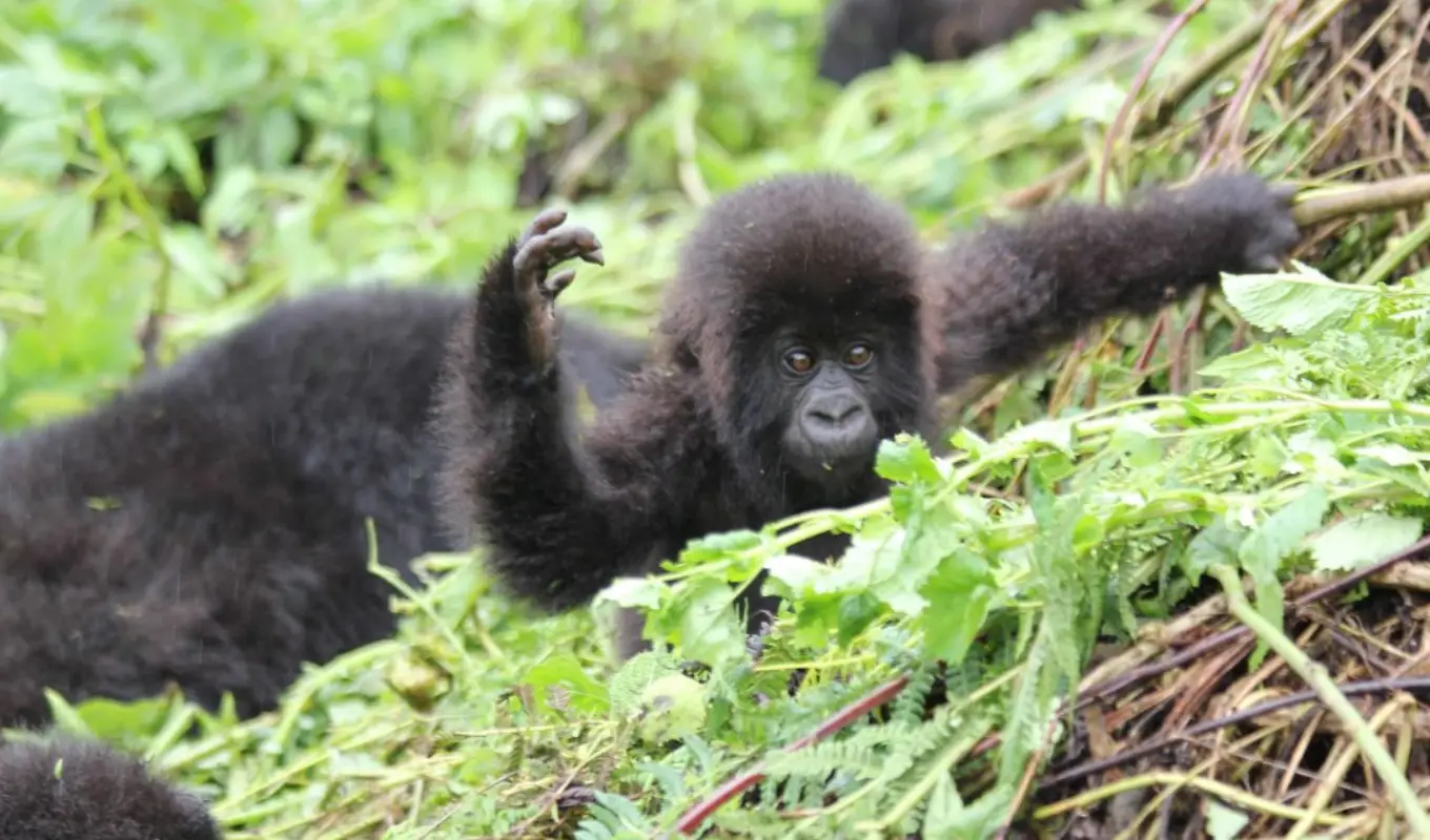 8 Days Rwanda Primate & Scenic Safari by Helicopter WildLife