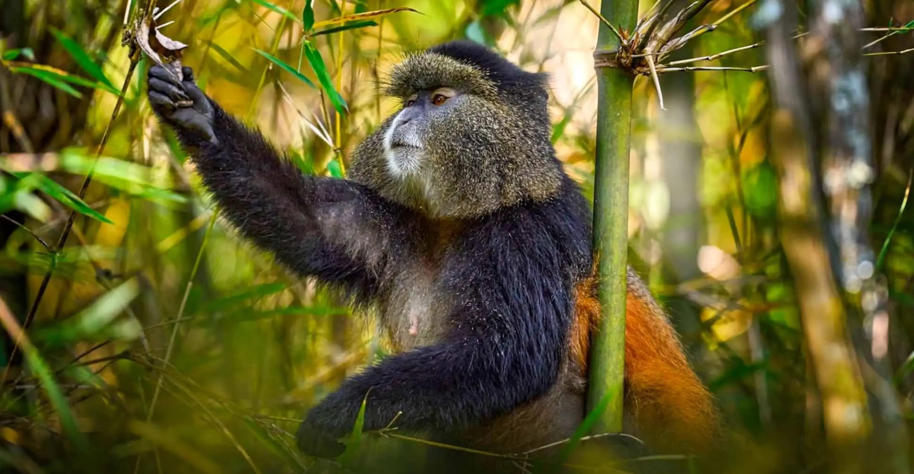 8 Days Rwanda Primate & Scenic Safari by Helicopter