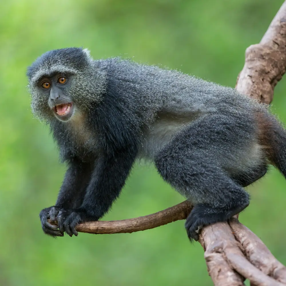 8 Days Tanzania Luxury Safari Itinerary  