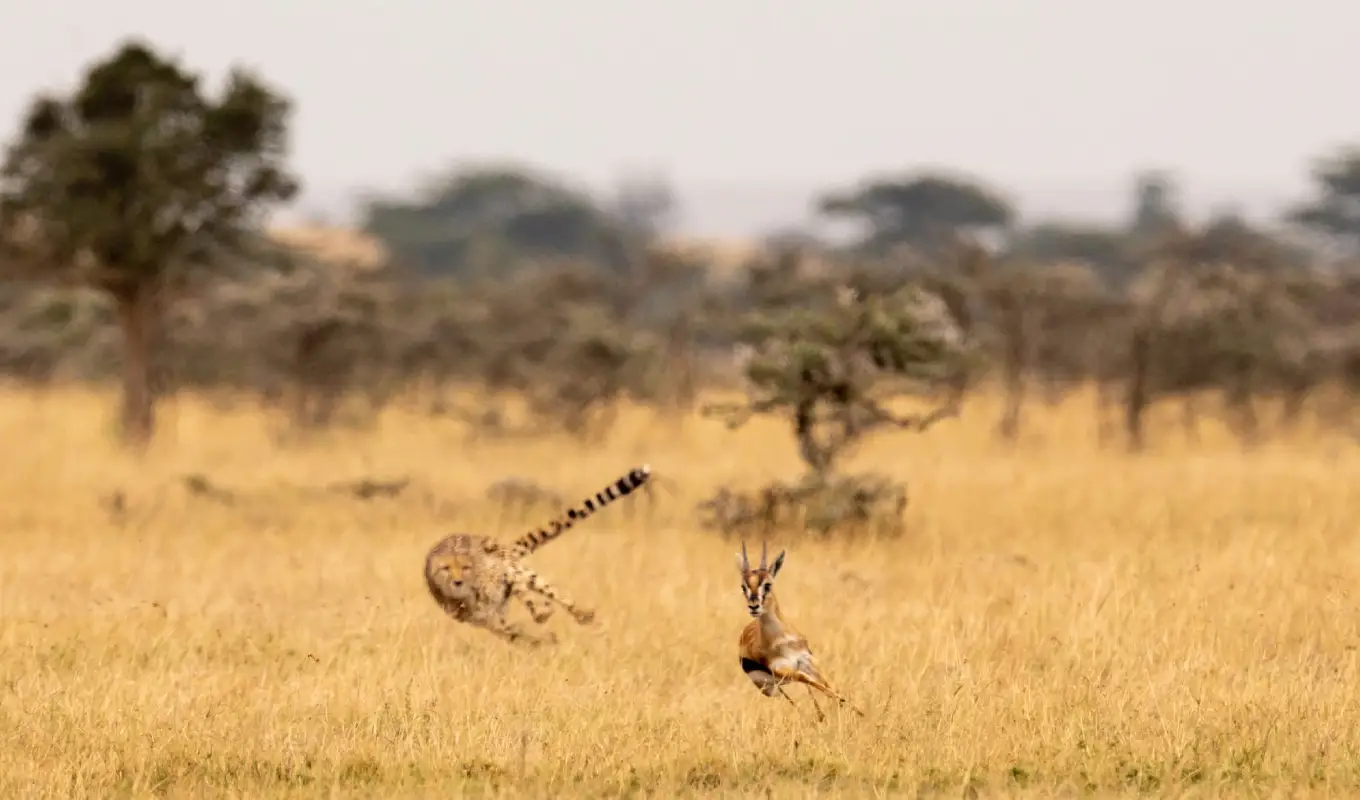 8 Days Tanzania Luxury Safari Itinerary Serengeti