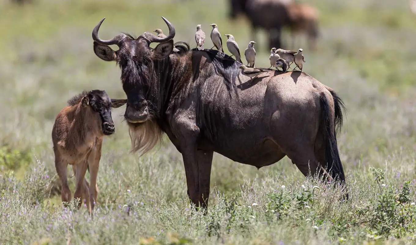 8 Days Tanzania Luxury Safari Itinerary Serengeti