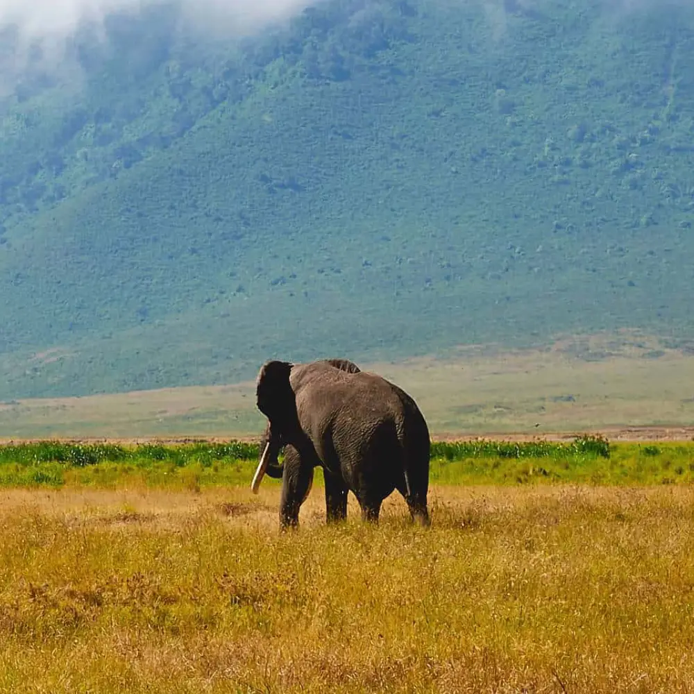 8 Days Tanzania Luxury Safari Itinerary  