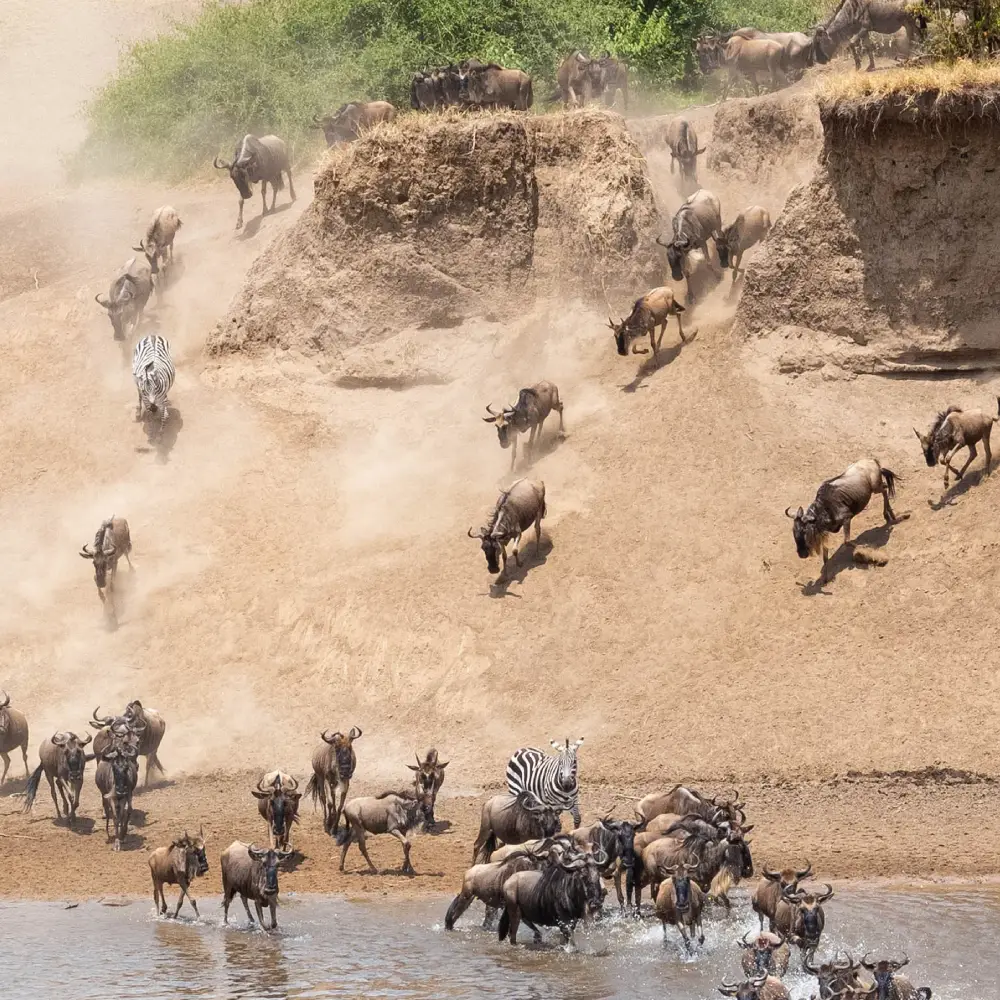 8 Days Tanzania Luxury Safari Itinerary  