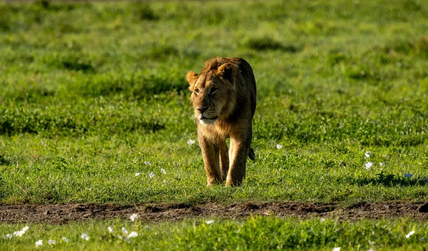 8 Days Tanzania Luxury Safari Itinerary Arusha