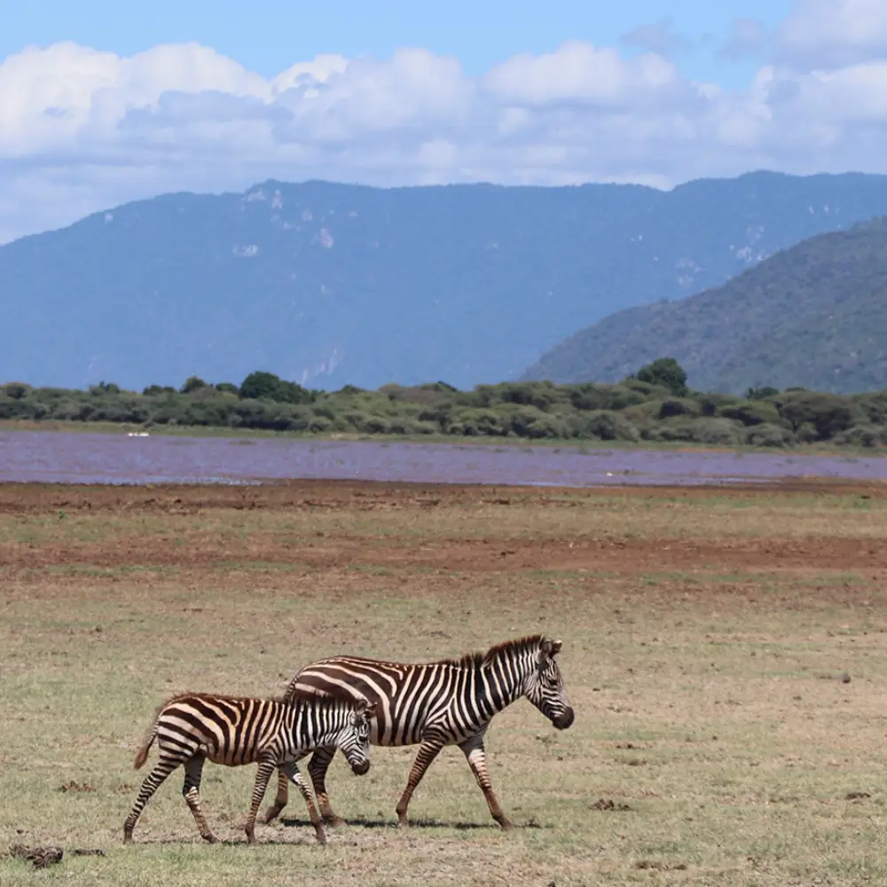 8 Days Tanzania Safari & Beach Break Attractions