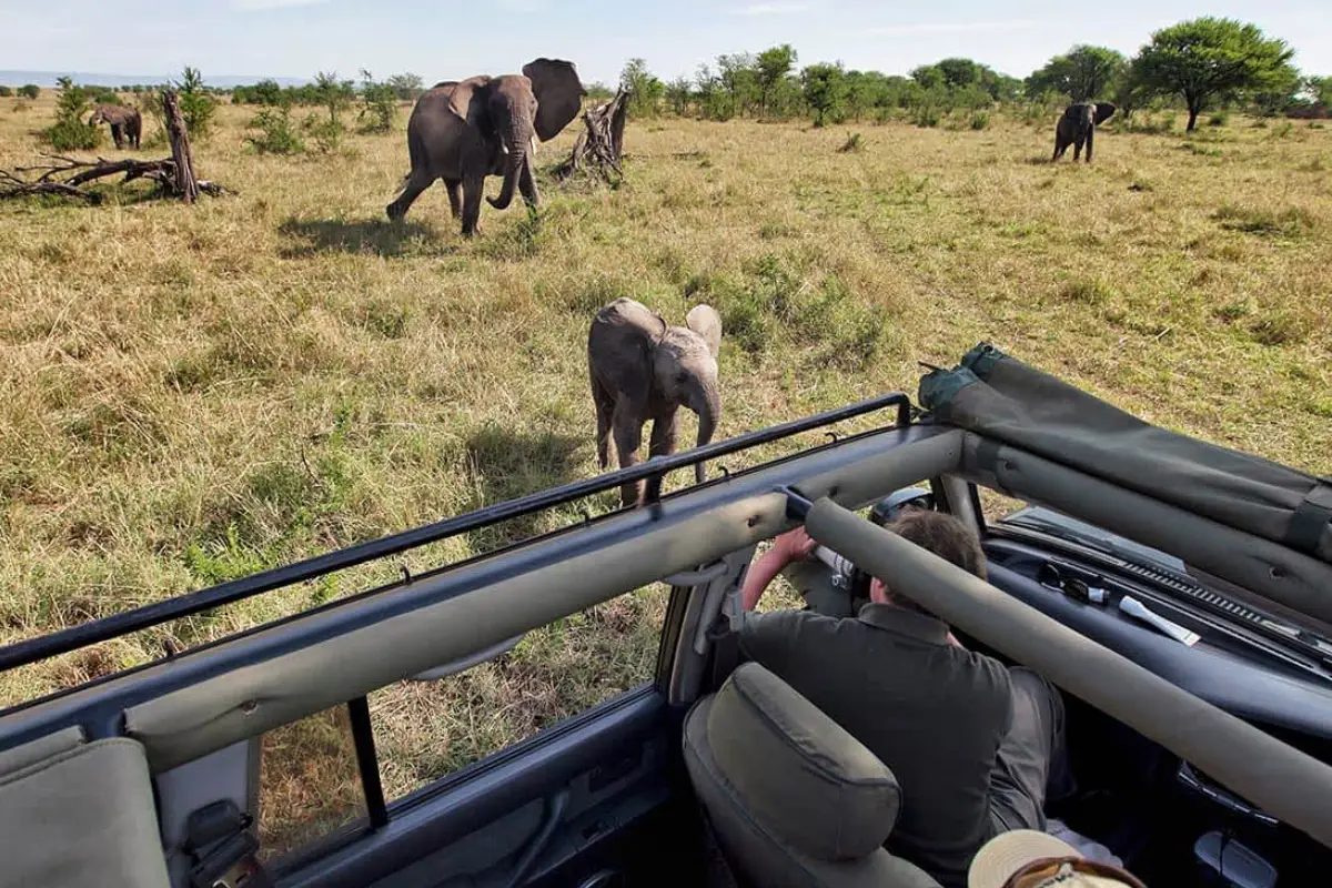 8 Days Tanzania Safari & Beach Break Game Drive