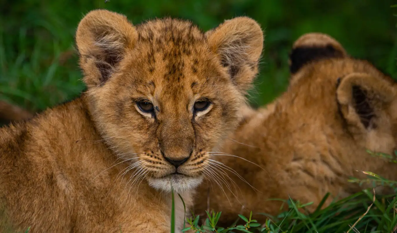 8 Days Tanzania Safari & Beach Break Arusha