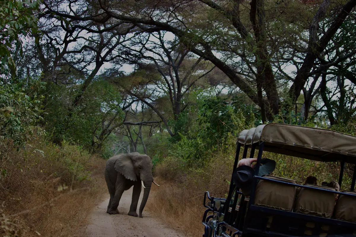 8 Days Tanzania Safari & Beach Break Game Drive