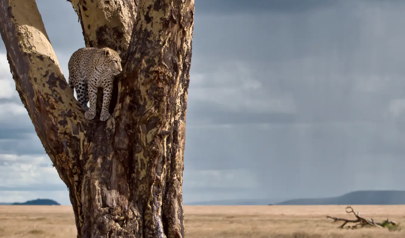 9 Days Kenya Premier Safari Journey