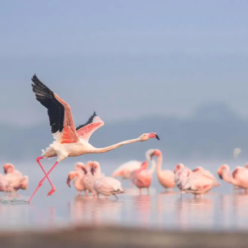 9 Days Kenya Premier Safari Journey Attractions