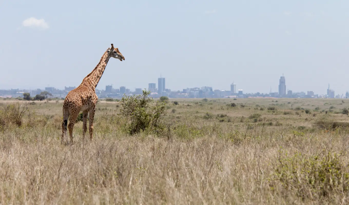 9 Days Kenya Premier Safari Journey