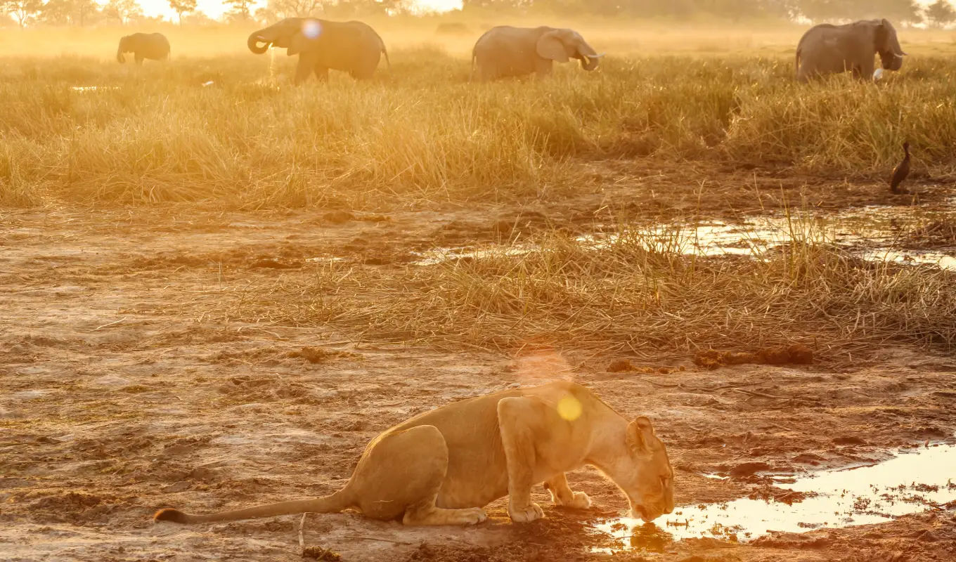 9 Days Kenya Premier Safari Journey