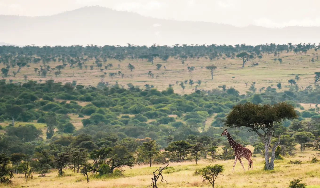 9 Days Kenya Premier Safari Journey