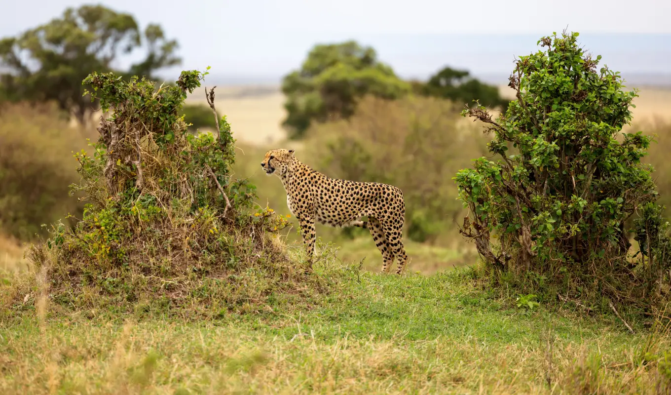 9 Days Kenya Premier Safari Journey