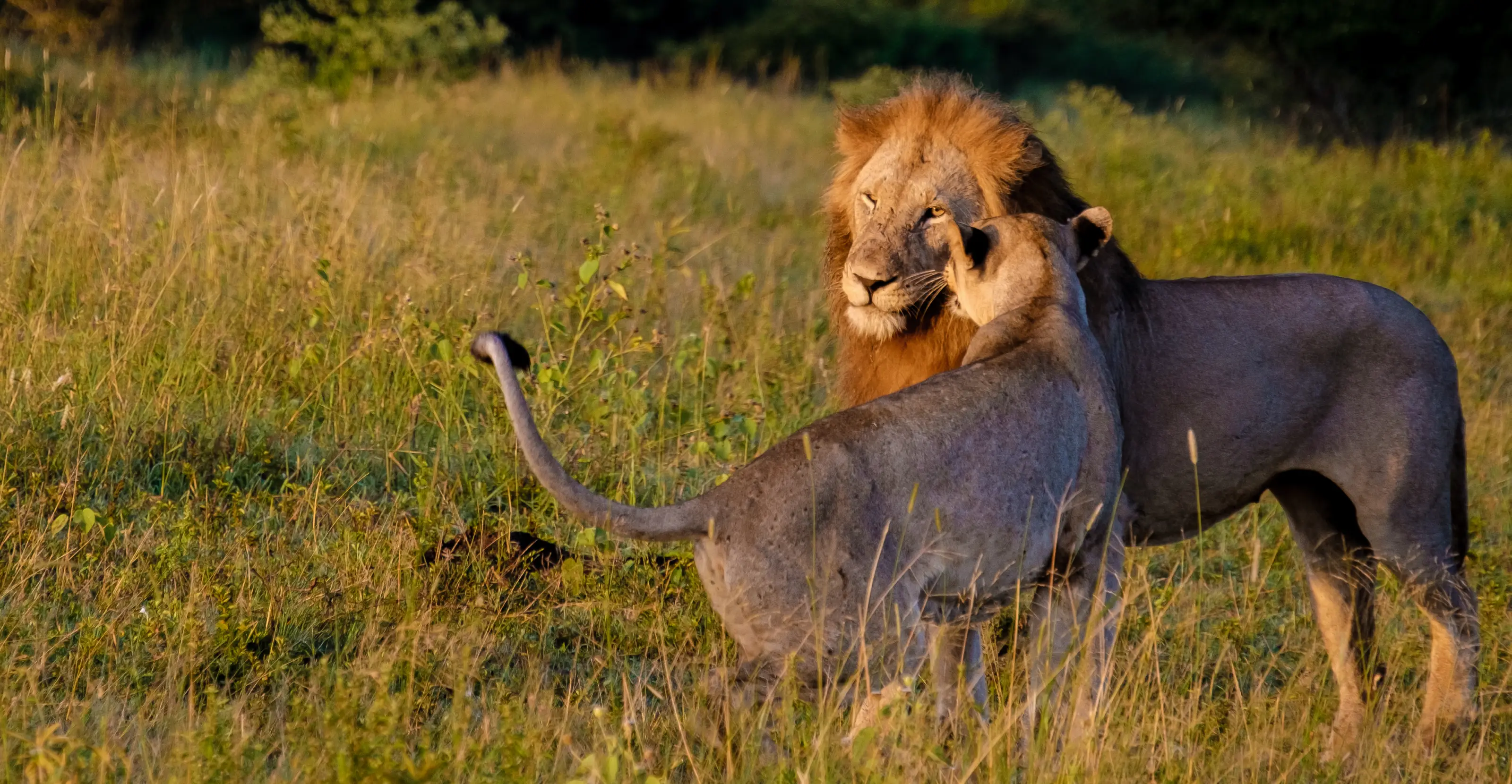 9 Days Kenya Premier Safari Journey