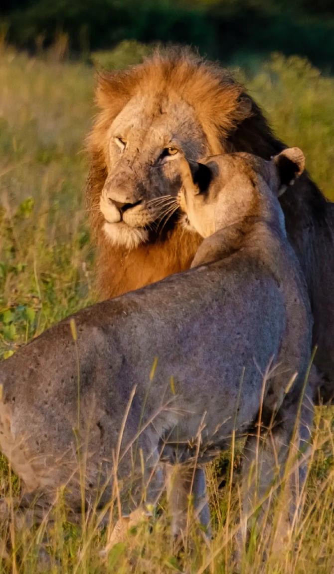 Kenya Premier Safari Journey