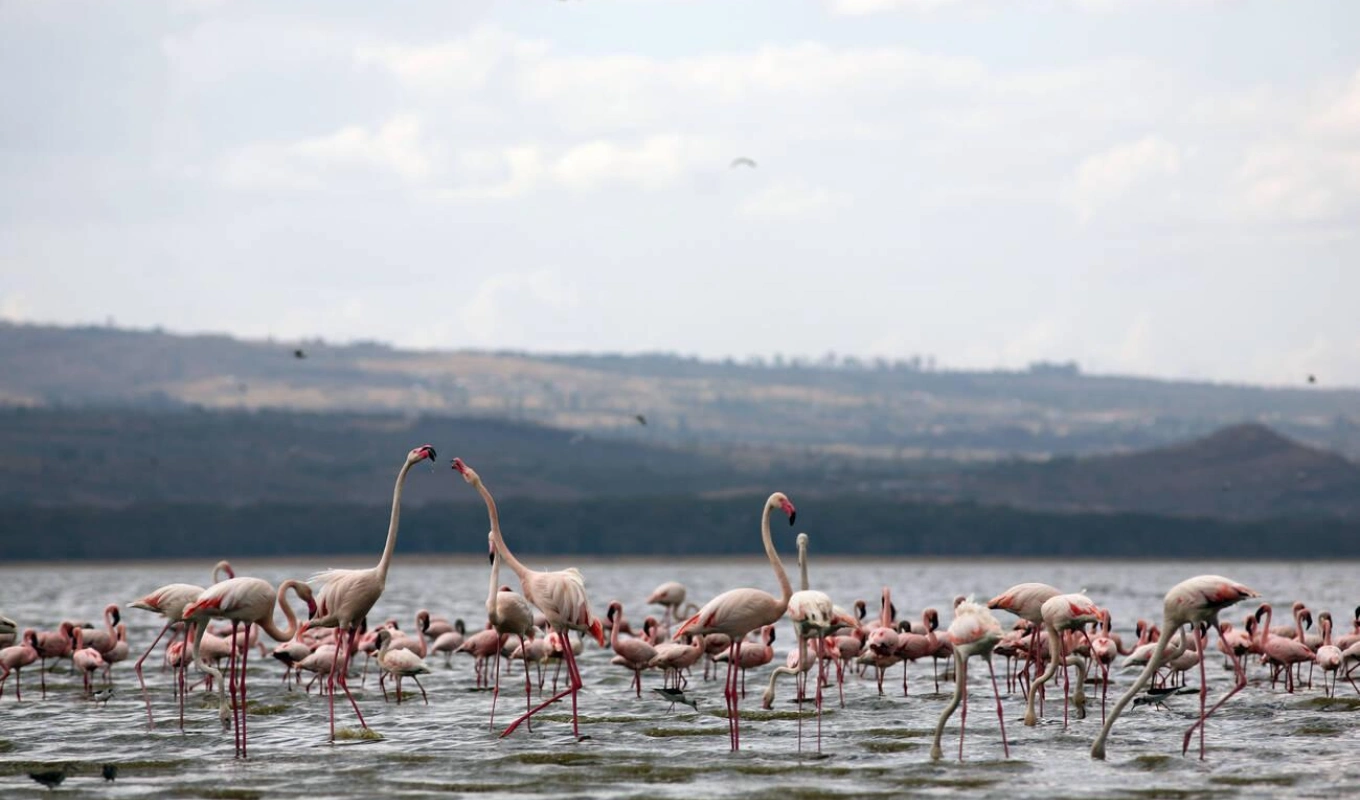 9 Days Kenya Safari Lake Nakuru