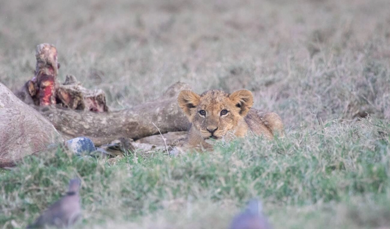 9 Days Kenya Safari Masai Mara