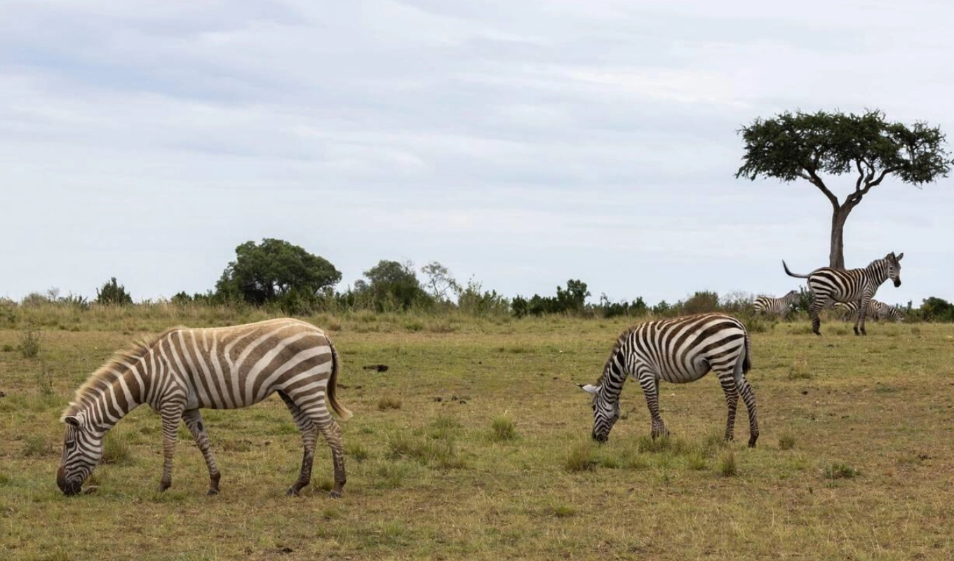 9 Days Kenya Safari Wildlife
