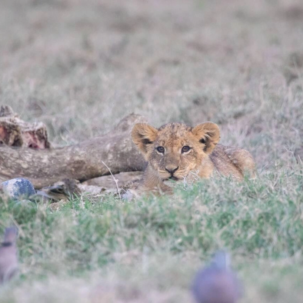 9 Days Kenya Safari Attractions