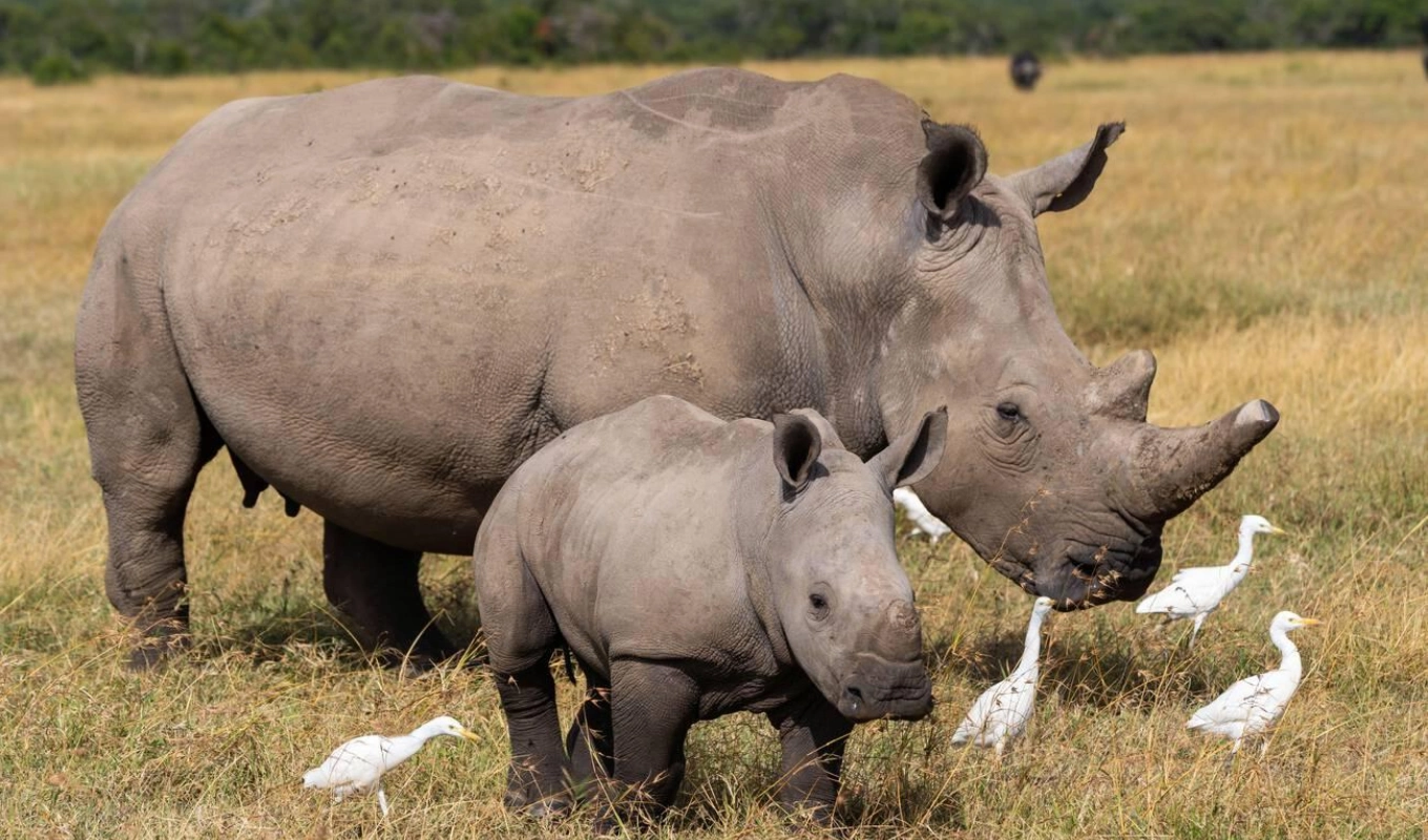 9 Days Kenya Safari Wildlife