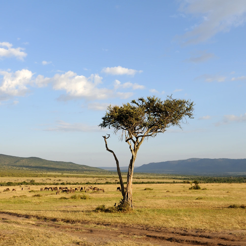 9 Days Kenya Savanna Explorer Fly-in Luxury Safari Attractions