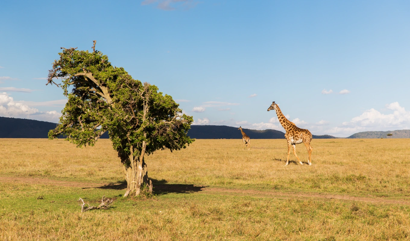 9 Days Kenya Savanna Explorer Fly-in Luxury Safari Wildlife