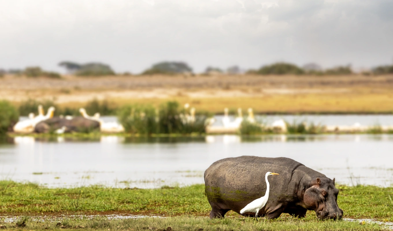 9 Days Kenya Savanna Explorer Fly-in Luxury Safari Wildlife