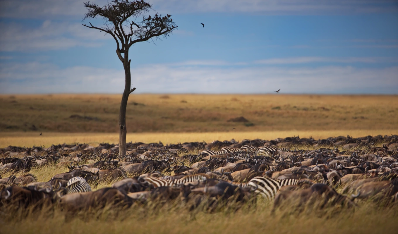 9 Days Kenya Savanna Explorer Fly-in Luxury Safari Wildlife