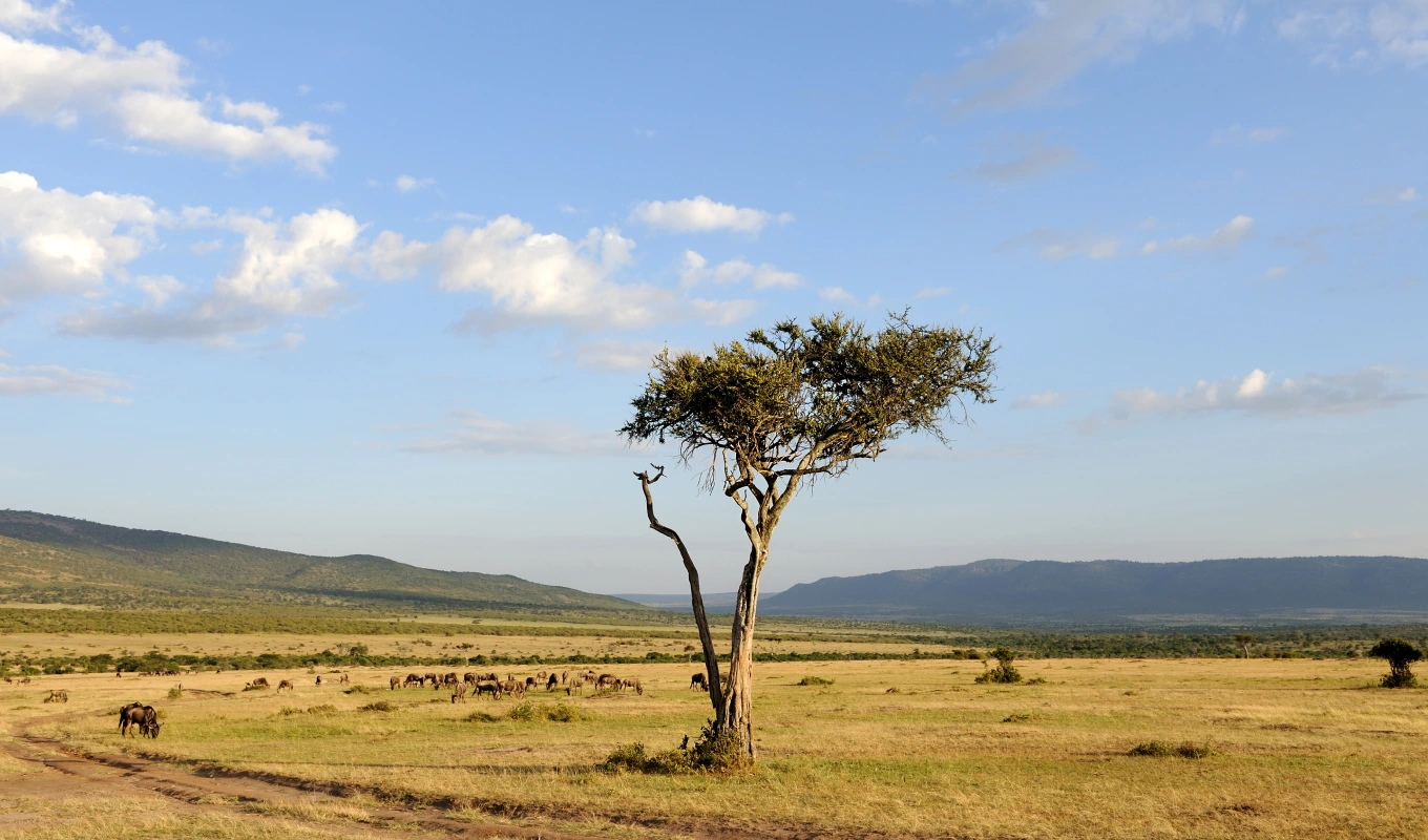 9 Days Kenya Savanna Explorer Fly-in Luxury Safari Wildlife