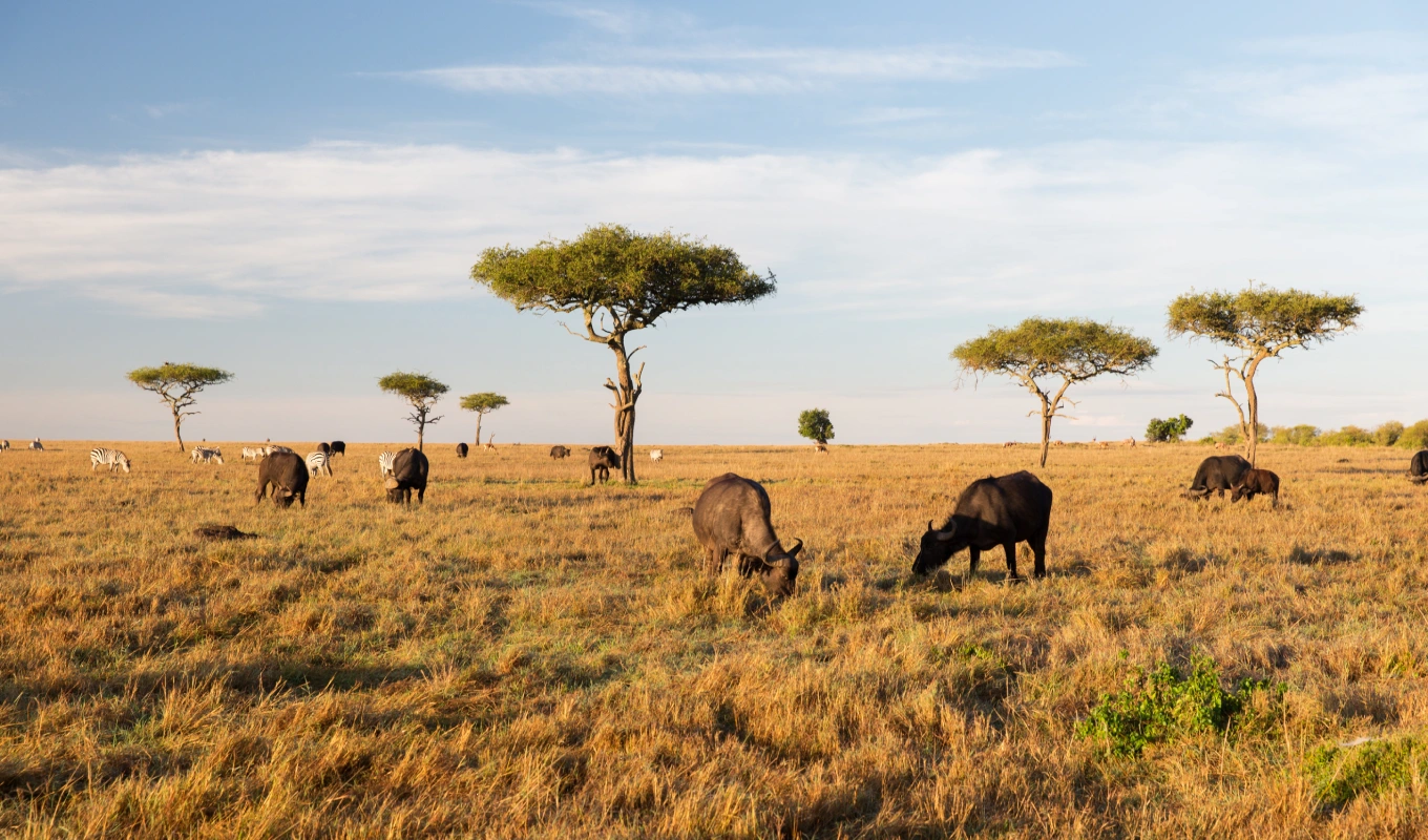9 Days Kenya Savanna Explorer Fly-in Luxury Safari Wildlife