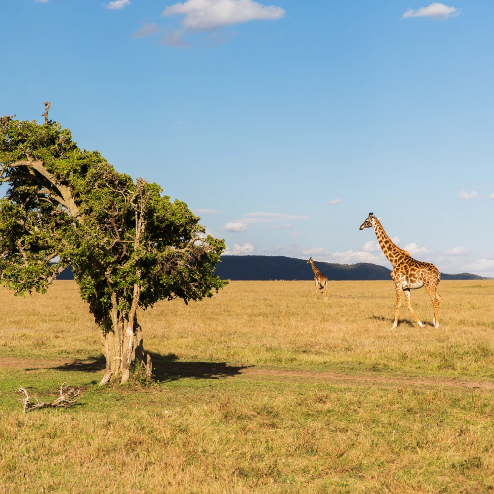 9 Days Kenya Savanna Explorer Fly-in Luxury Safari Attractions