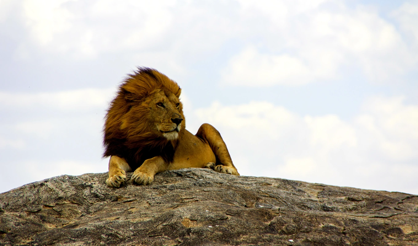 9 Days Kenya Savanna Explorer Fly-in Luxury Safari Wildlife